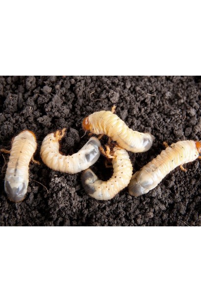 Ініціатор, 25 г